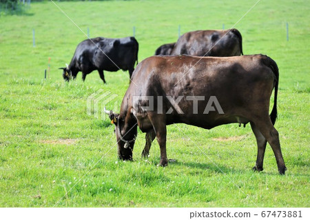 Japanese beef 67473881