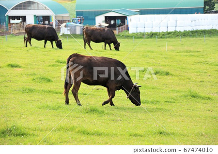 Japanese beef Japanese beef 67474010