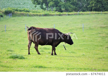 Japanese beef Japanese beef 67474011