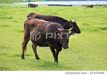 日本牛肉 日本牛肉 67474046