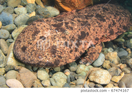 咸鮭魚 咸鮭魚 67474167