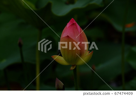 Lotus flower at the site of Fujiwara shrine in Kashihara city, Nara prefecture Lotus flower at the site of Fujiwara shrine in Kashihara city, Nara prefecture 67474409
