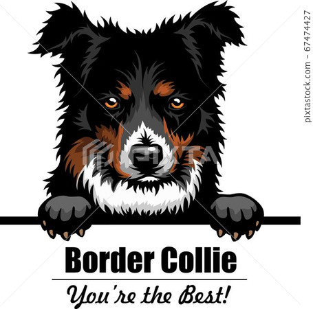 Border Collie - Peeking Dogs - breed face head isolated on white Border Collie - Peeking Dogs - breed face head isolated on white 67474427