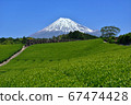 Fuji and fresh green tea fields 67474428