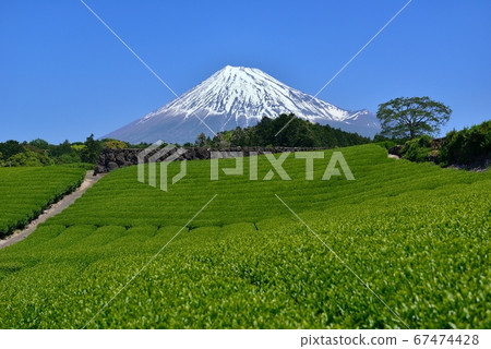 Fuji and fresh green tea fields Fuji and fresh green tea fields 67474428
