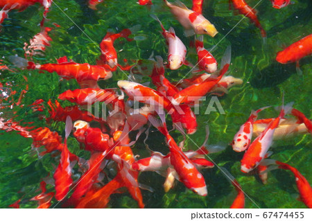 Mizumoto公園的金魚(全景) Mizumoto公園的金魚(全景) 67474455