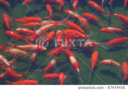 Mizumoto公園的金魚(全景) Mizumoto公園的金魚(全景) 67474456