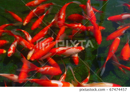 Mizumoto公園的金魚(全景) Mizumoto公園的金魚(全景) 67474457