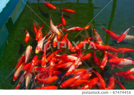 Goldfish in Mizumoto Park (whole view) 67474458