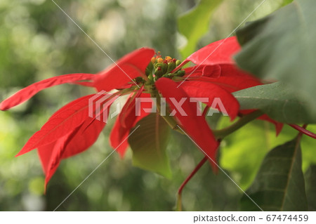 Poinsettia 67474459