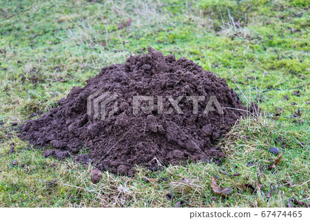 Large soil mole hill Large soil mole hill 67474465