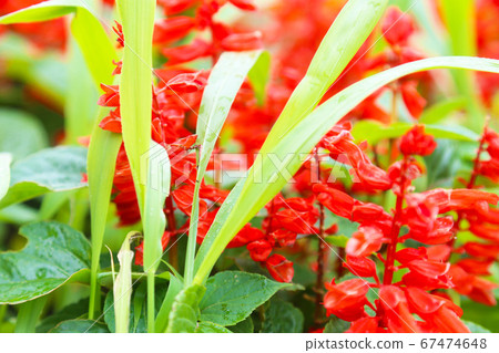 Salvia Salvia 67474648