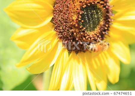 Sunflower sunflower 67474651