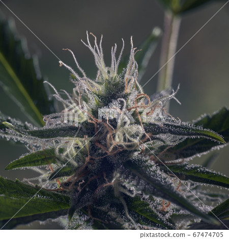 Macro of cannabis flowers and leaves on a dark background Macro of cannabis flowers and leaves on a dark background 67474705