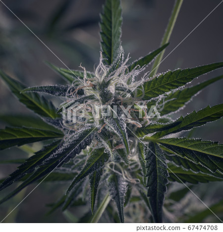 Macro of cannabis flowers and leaves on a dark background Macro of cannabis flowers and leaves on a dark background 67474708