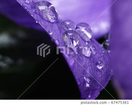 雨滴流過在家中盛開的kyokyo花瓣 雨滴流過在家中盛開的kyokyo花瓣 67475361