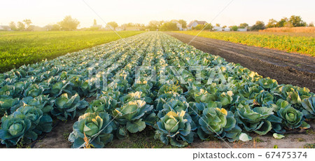Cabbage plantations in the sunset light. Growing organic vegetables. Eco-friendly products. Agriculture and farming. Plantation cultivation. Selective focus 67475374