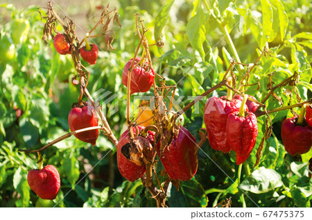 Dry wilted red bell pepper grows in the field. Vegetable disease. Global warming and poor harvest. Agribusiness. Agro industry. Growing Organic Vegetables. Agriculture and farming. Selective focus 67475375