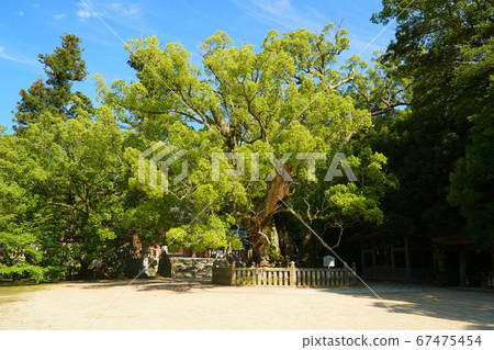 [Iyoguni Ichinomiya] Oyama Gion Shrine, a sacred tree of sacred trees, a hand-grown kusu and a blue sky in the rainy season, Imabari City, Ehime Prefecture 67475454