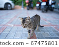 A cat walking leisurely in a Spanish town 67475801