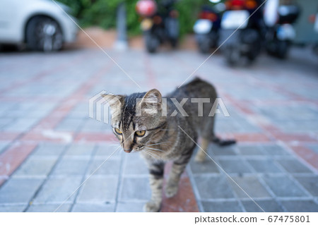 A cat walking leisurely in a Spanish town 67475801