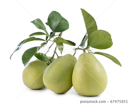 Pomelo mid-autumn festival white background go back pomelo isolated clipping path 切り抜き 67475851