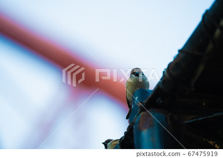 Suzume standing on the edge of Tokyo Tower 67475919