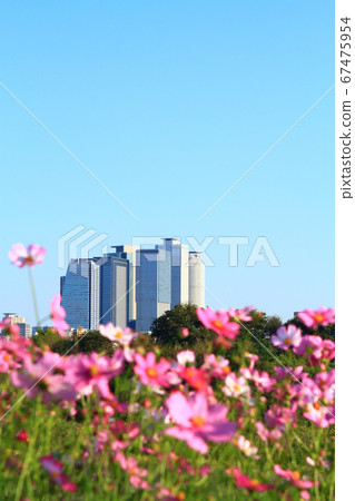Scenery of Nagoya City, Nagoya Ekimae Buildings and Cosmos Scenery of Nagoya City, Nagoya Ekimae Buildings and Cosmos 67475954