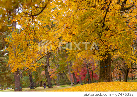 Kyoto Imperial Palace Ginkgo Tree 67476352