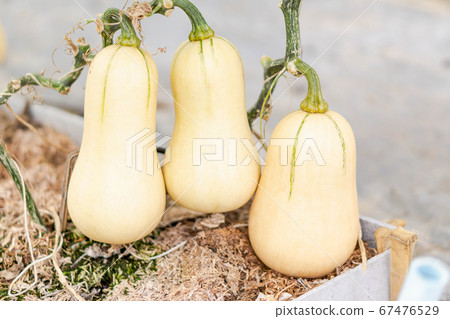 Closeup butternut squash on tree branch in the 67476529