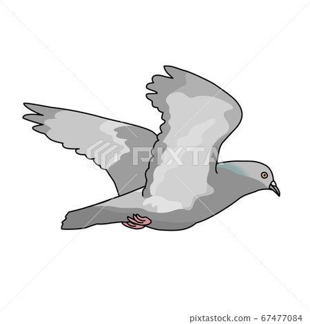 Pigeon 2 67477084
