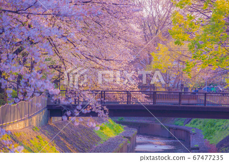 Cherry blossoms and evening view of Zenpukuji Ryokuchi Park 67477235