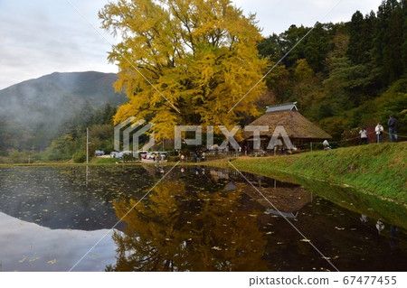 Ginkgo biloba 67477455