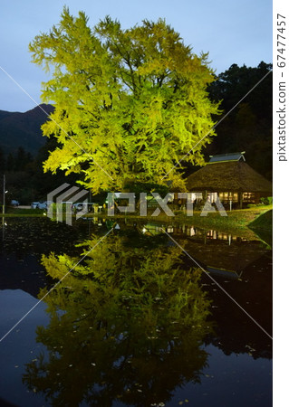 Ginkgo biloba at night 67477457