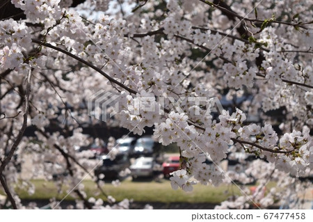 Cherry Blossoms Cherry Blossoms 67477458