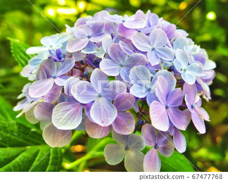雨季繡球花 67477768