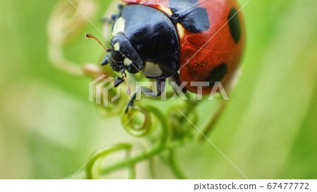 Ladybug Ladybug 67477772
