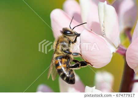 Honey bee collecting pollen from flowers. Honey bee collecting pollen from flowers. 67477917