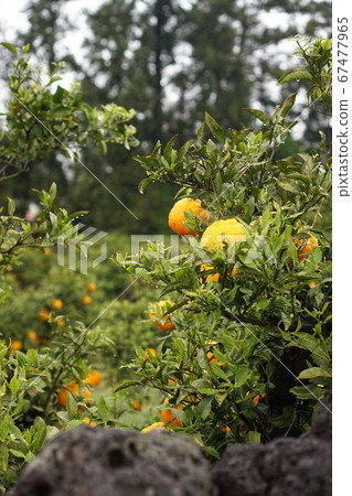 Tangerine tree in basalt fence of Jeju island Tangerine tree in basalt fence of Jeju island 67477965