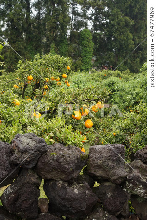 Tangerine tree in basalt fence of Jeju island 67477969