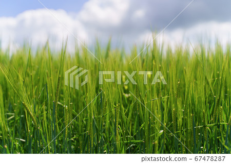Fresh green barley field and blue cloudy sky. ideal for nature background Fresh green barley field and blue cloudy sky. ideal for nature background 67478287