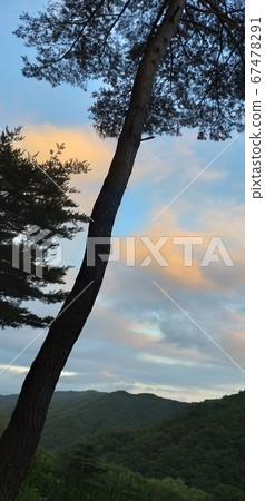 彩色雲彩的風景 松樹看起來像棕櫚樹 彩色雲彩的風景 松樹看起來像棕櫚樹 67478291