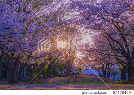 Zenpukuji Ryokuchi公園的櫻花和夜景 Zenpukuji Ryokuchi公園的櫻花和夜景 67478499