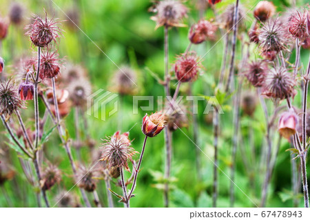 Furanda radishou Furanda radishou 67478943