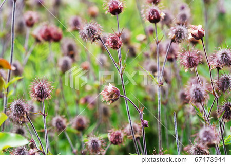 Furanda radishou Furanda radishou 67478944