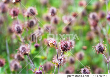 Furanda radishou Furanda radishou 67478945