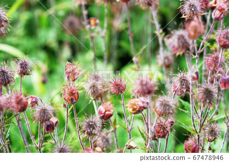 Furanda radishou Furanda radishou 67478946