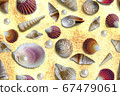 Seashells seamless pattern. Background from a 67479061