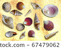 Marine pattern of different shells on a brown sand 67479062