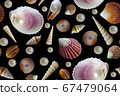 Seashells seamless pattern. Background from a 67479064